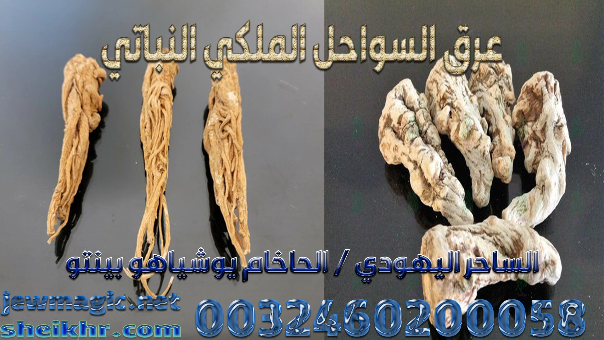 عرق السواحل الملكي النباتي